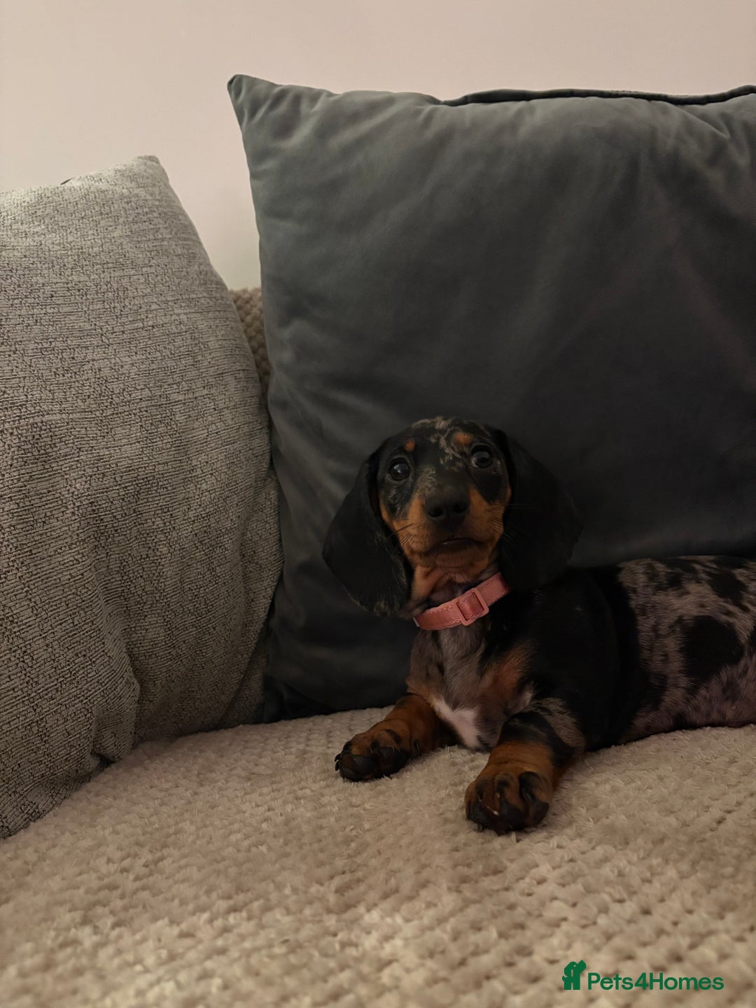 Miniature Dachshund dogs for sale: Miniature Dachshund bitch - Advert 1