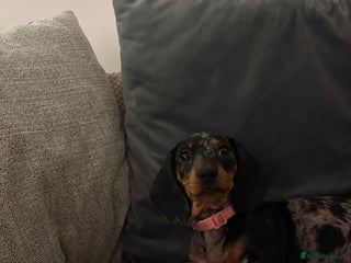 Miniature Dachshund dogs Miniature Dachshund bitch - Advert 1