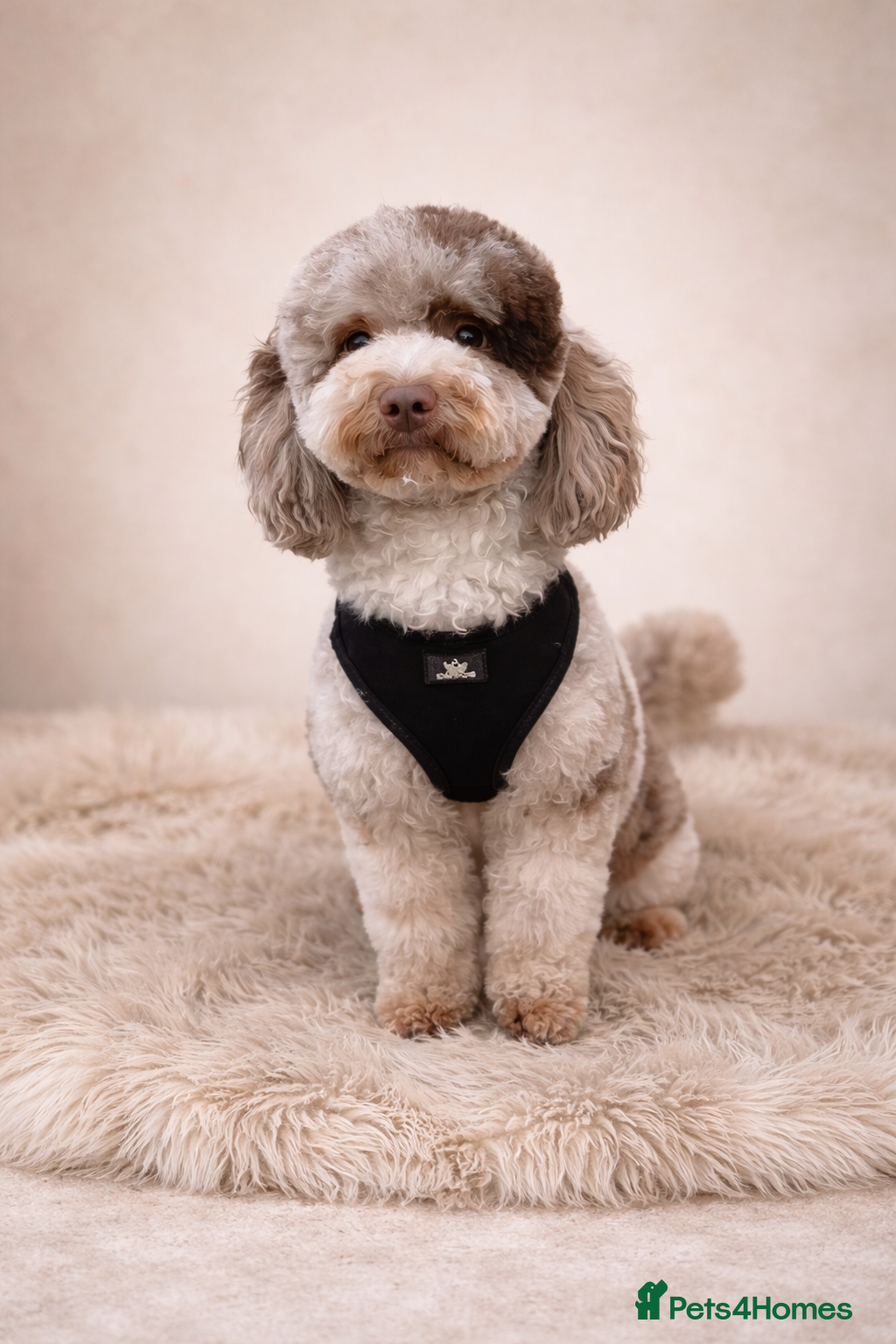 Miniature Poodle dogs Ralph-Chocolate Merle miniature poodle stud  - Advert 14