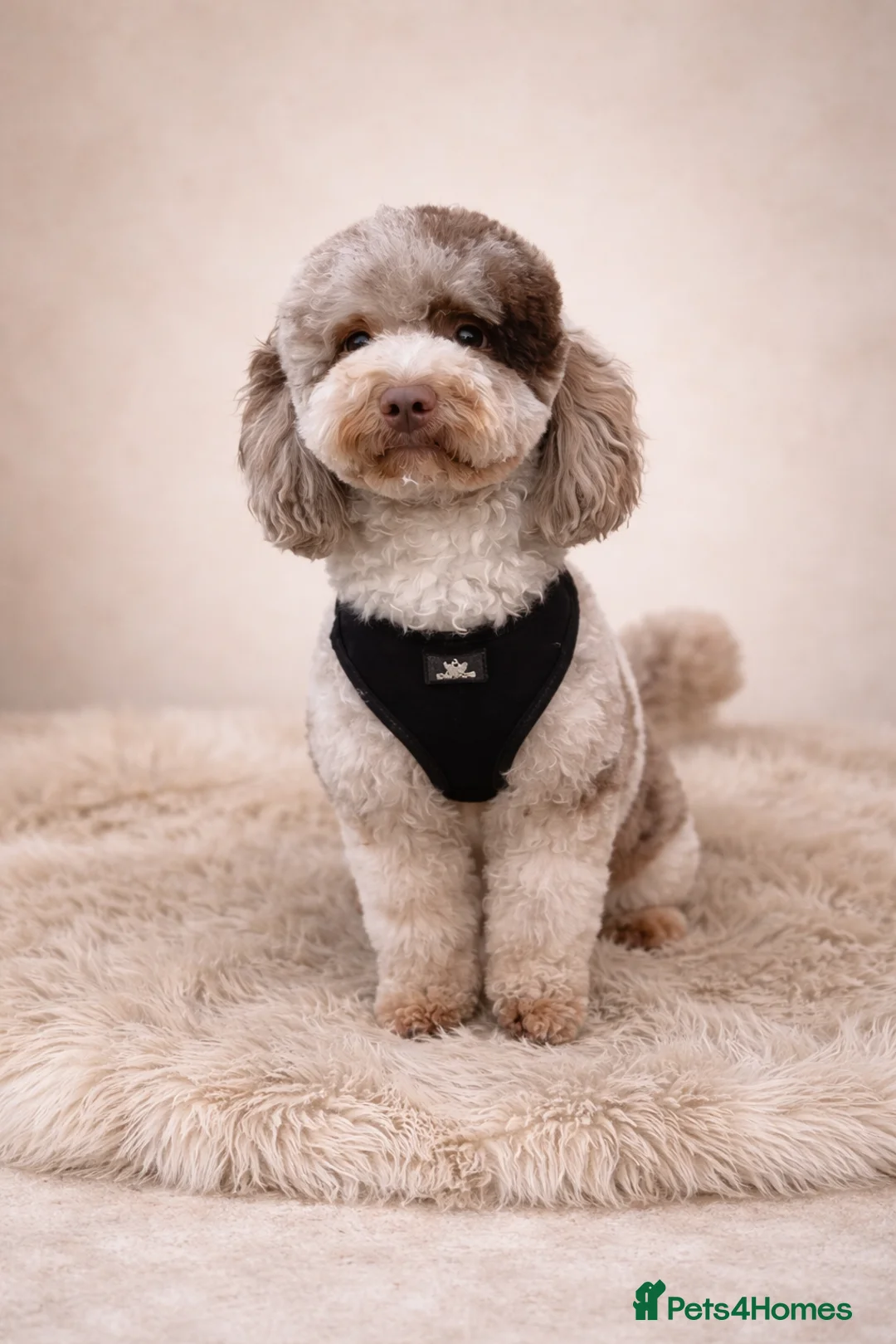 Miniature Poodle dogs for stud: Ralph-Chocolate Merle miniature poodle stud  - Advert 1