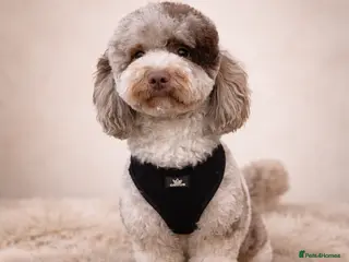 Miniature Poodle dogs Ralph-Chocolate Merle miniature poodle stud - Advert 10