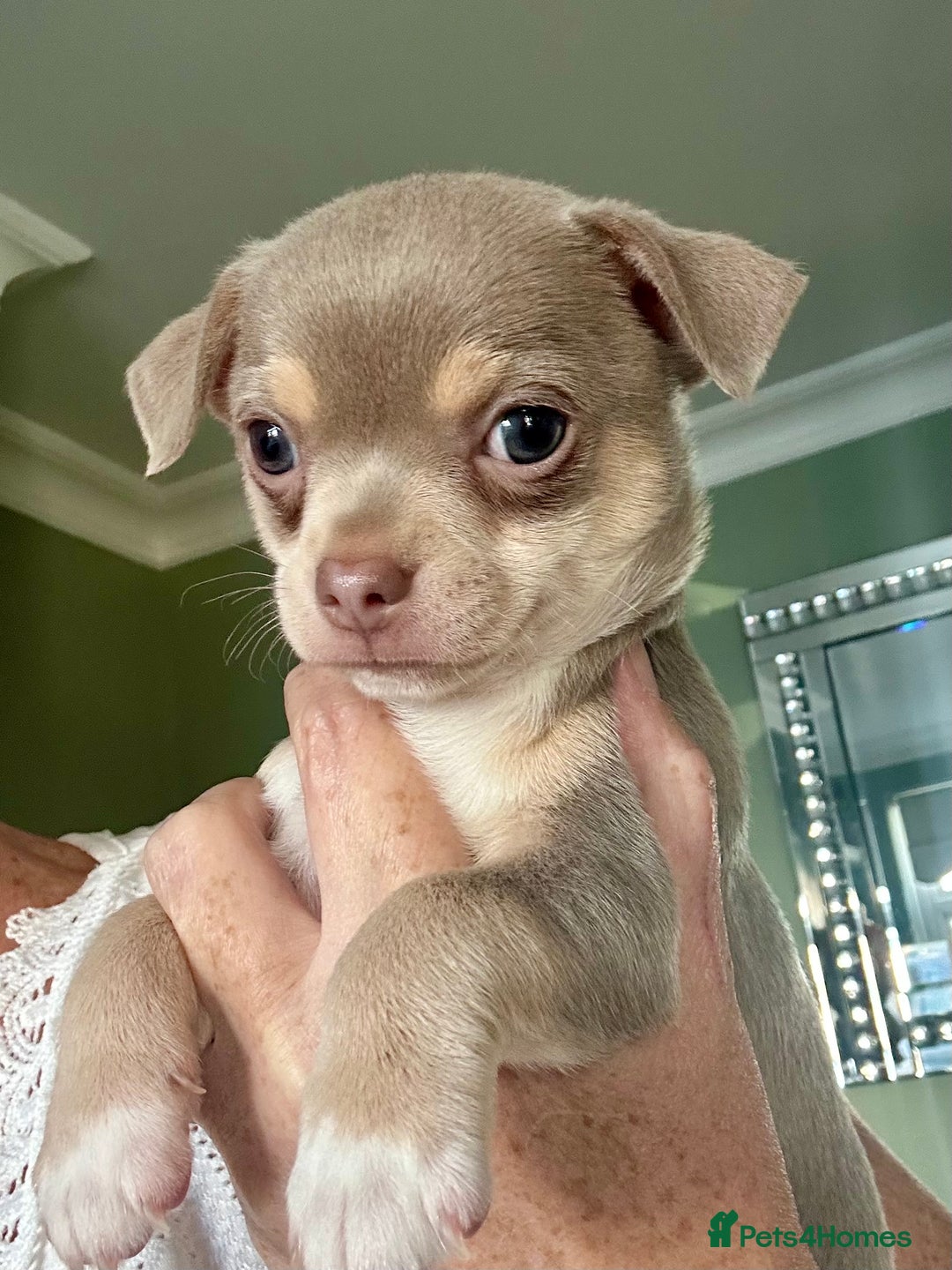 Chihuahua dogs for sale: Beautiful Chihuahua Babies - Image 12