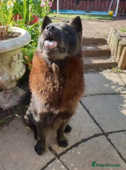 Mixed Breed dogs Amazing Chowski looking for a loving home - Advert 1
