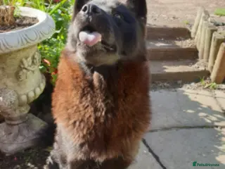 Mixed Breed dogs Amazing Chowski looking for a loving home - Advert 1