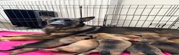 German Shepherd dogs for sale: 2 MALES LEFT German Shepherd puppies - Advert 1