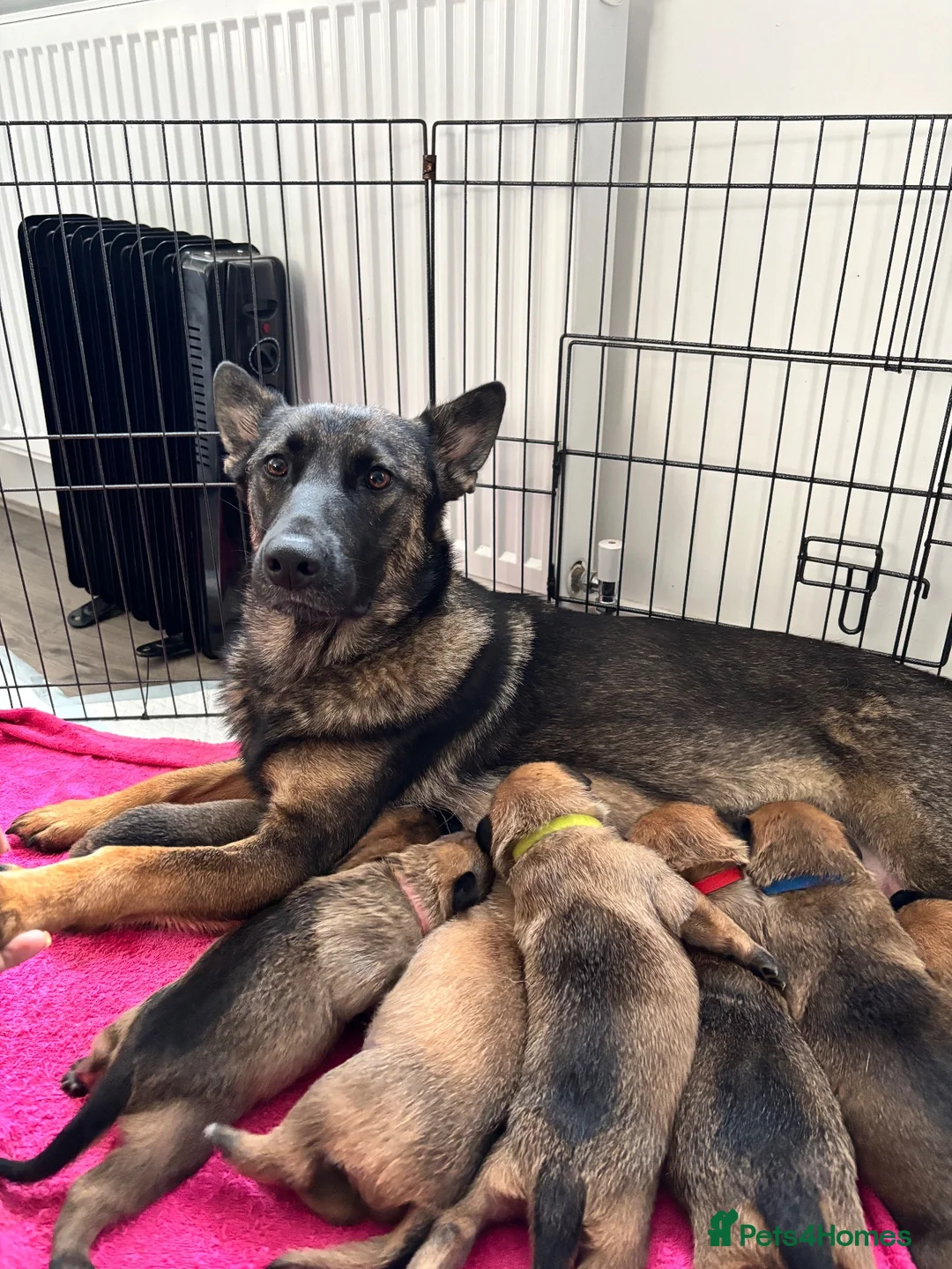 German Shepherd dogs for sale: 2 MALES LEFT German Shepherd puppies - Advert 1