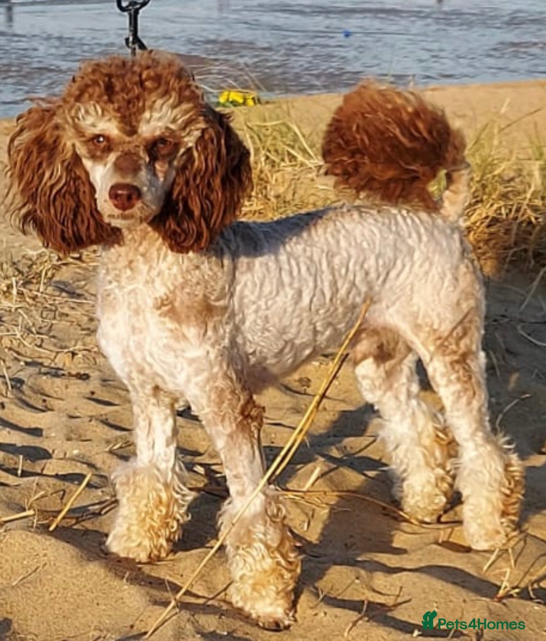 Toy Poodle dogs for stud: KC REGISTERED HEALTH TESTED TOY POODLE in Chester-le-Street - Advert 1