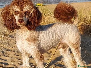 Toy Poodle dogs in Chester-le-Street - Advert 6