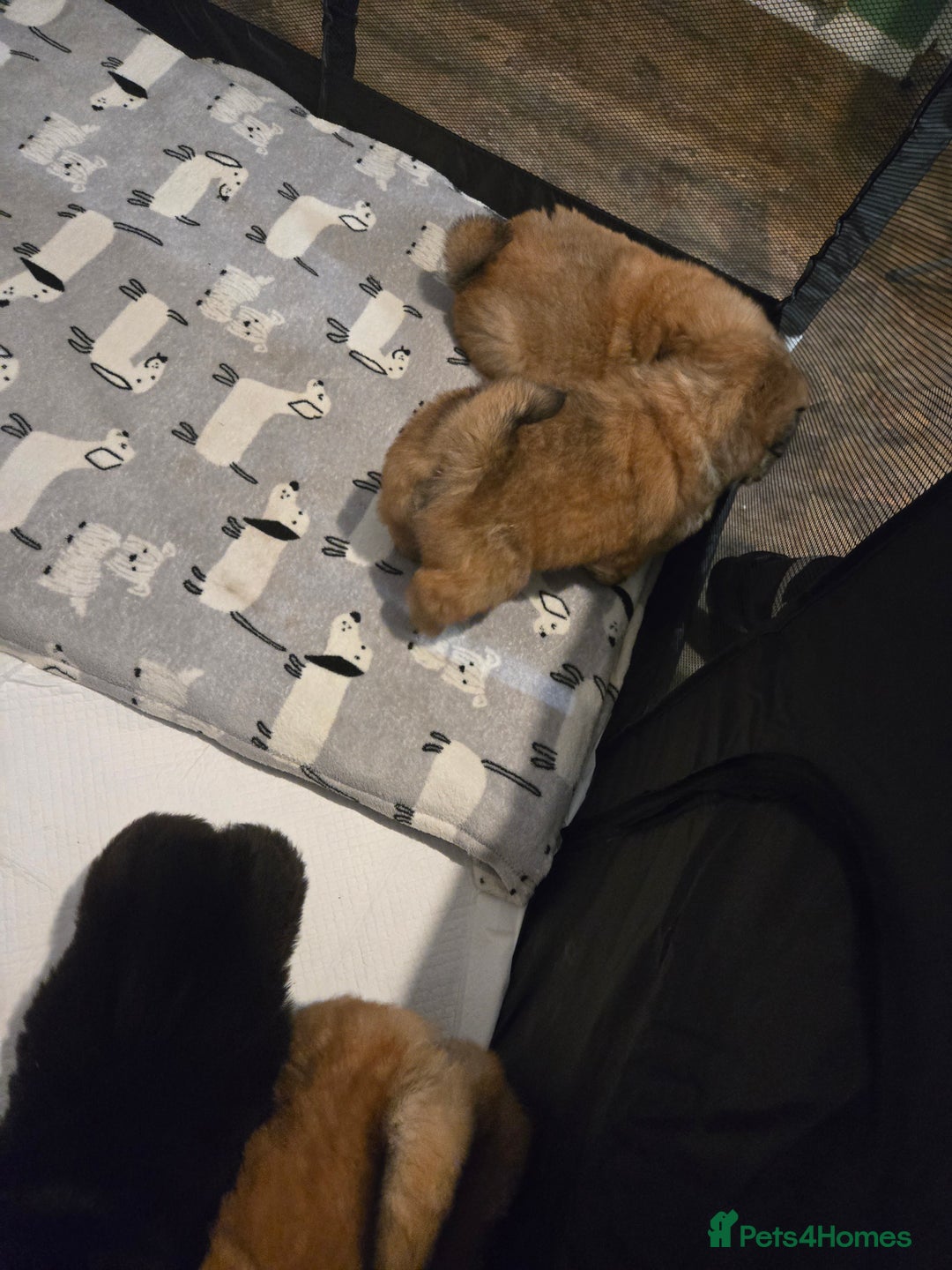 Chow Chow dogs for sale: Chow chow puppies - Advert 20