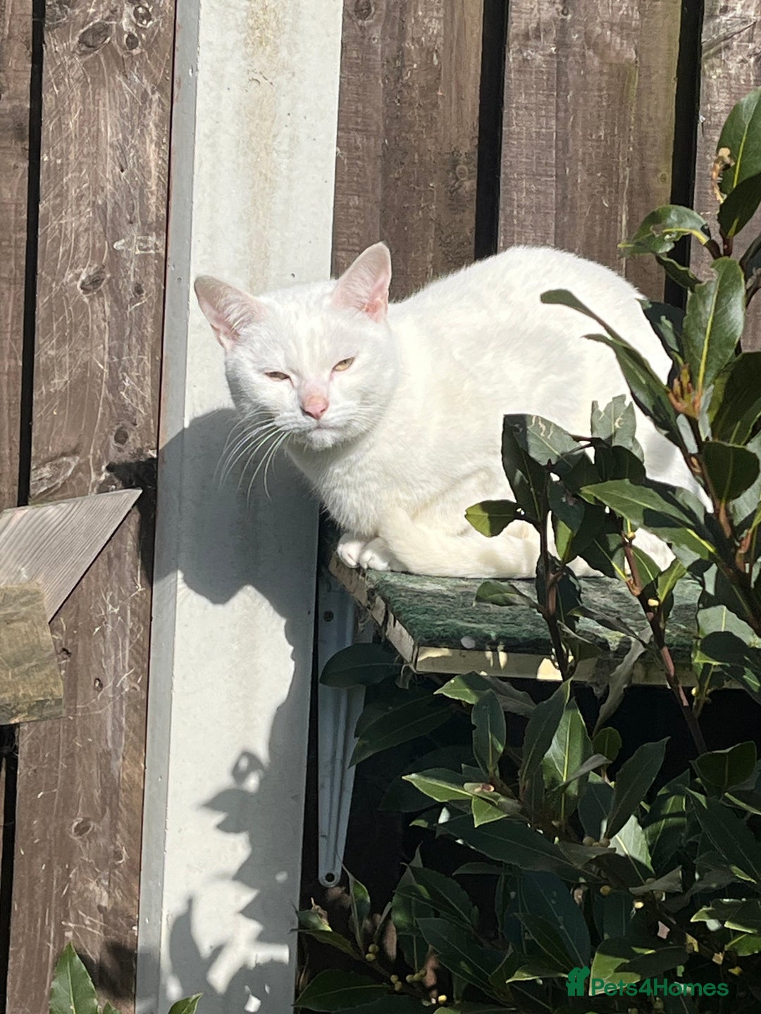 Mixed Breed cats for sale: Stunning white khao manee / British long hair  - Image 4