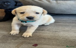 Labrador Retriever dogs for sale: Health tested kc reg puppies  - Image 3