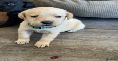Labrador Retriever dogs - Advert 5