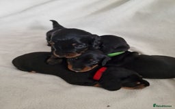 Miniature Dachshund dogs for sale: Beautiful black & tan miniature Dachshund puppies - Image 24