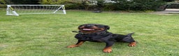 Rottweiler dogs for sale: My Name is Bane  - Advert 3