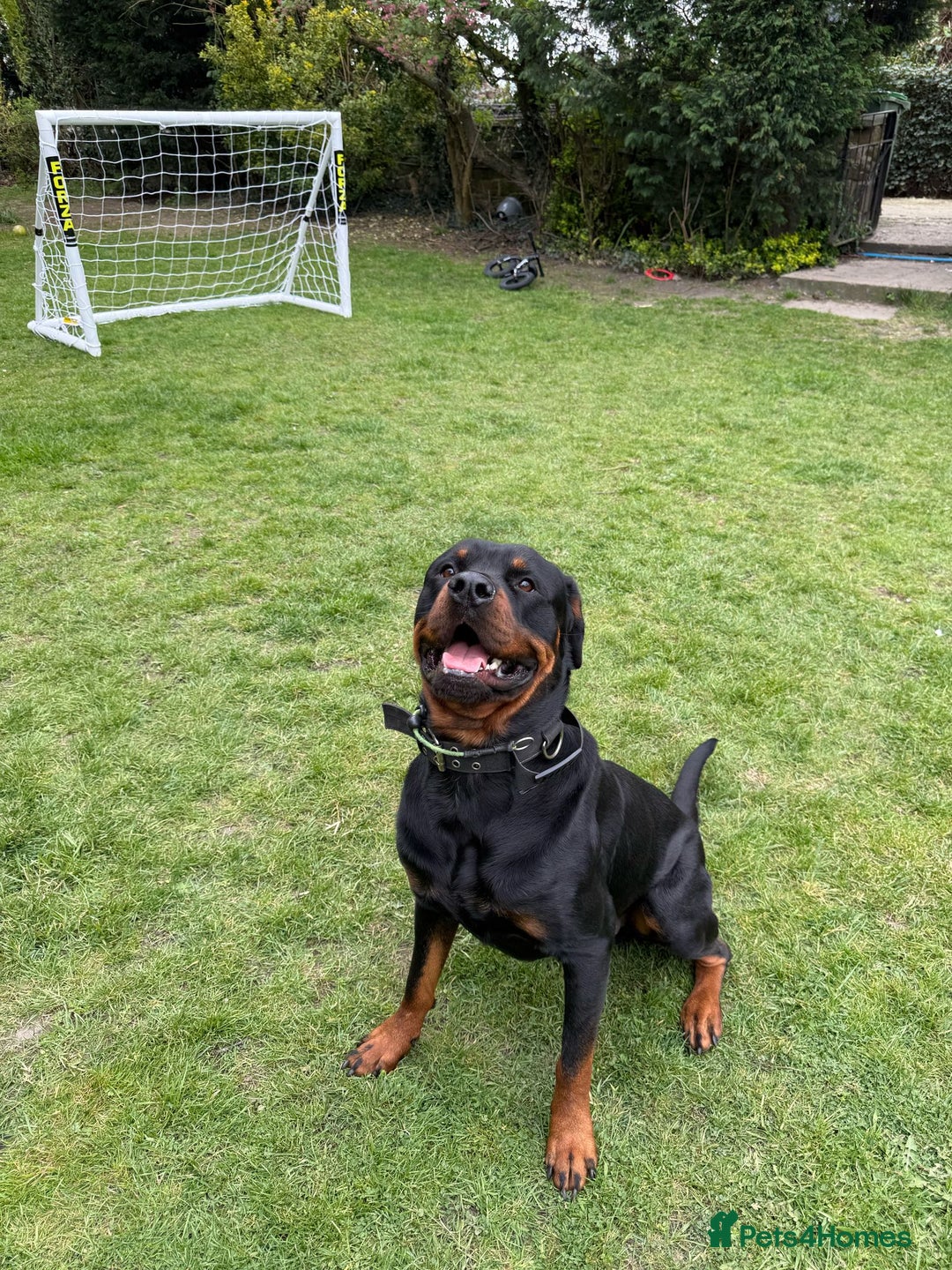 Rottweiler dogs for sale: My Name is Bane  - Advert 3