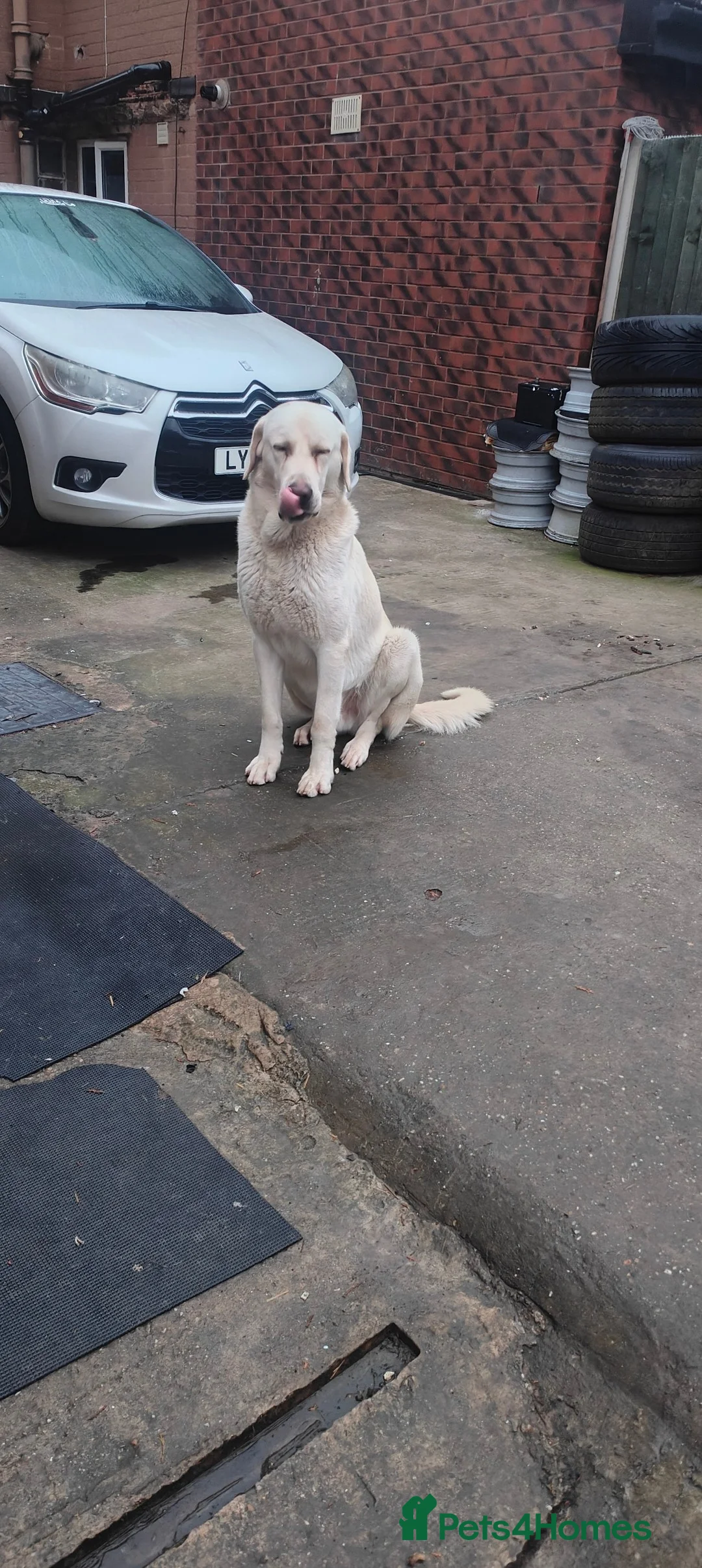 Anatolian Shepherd dogs for sale: Spike Turkish Akbash 2 years good with people - Advert 2