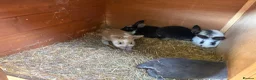 Mixed Breed rabbits for sale: gorgeous baby bunnies  - Advert 9