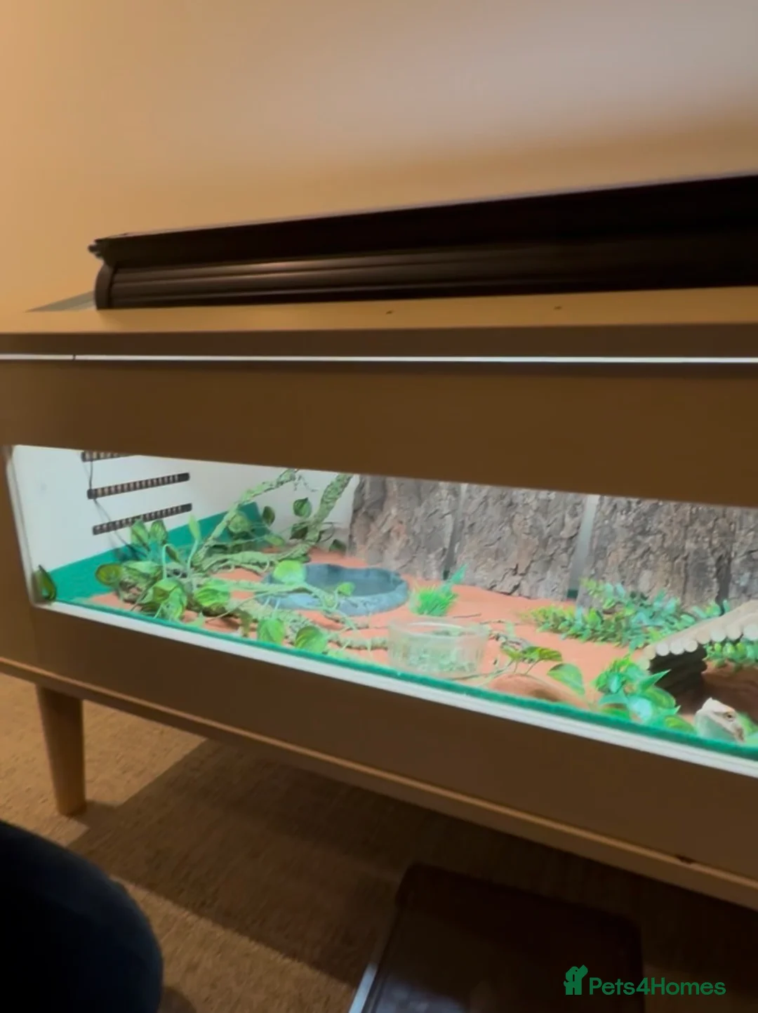 Bearded Dragon reptiles for sale: Bearded Dragon Full Setup - URGENT REHOMING - Advert 3