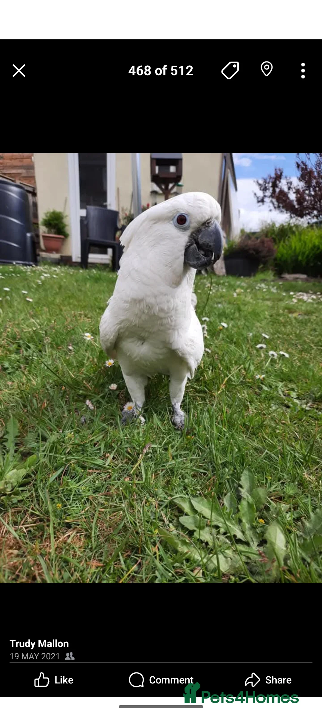 Cockatoo birds for sale: 14yo female umbrella cockatoo - Advert 2
