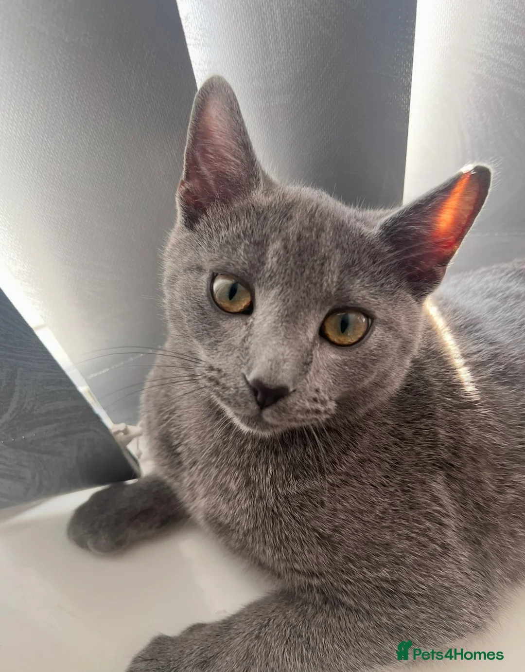 Russian Blue cats for sale: Beautiful Russian blue male cat - Advert 2
