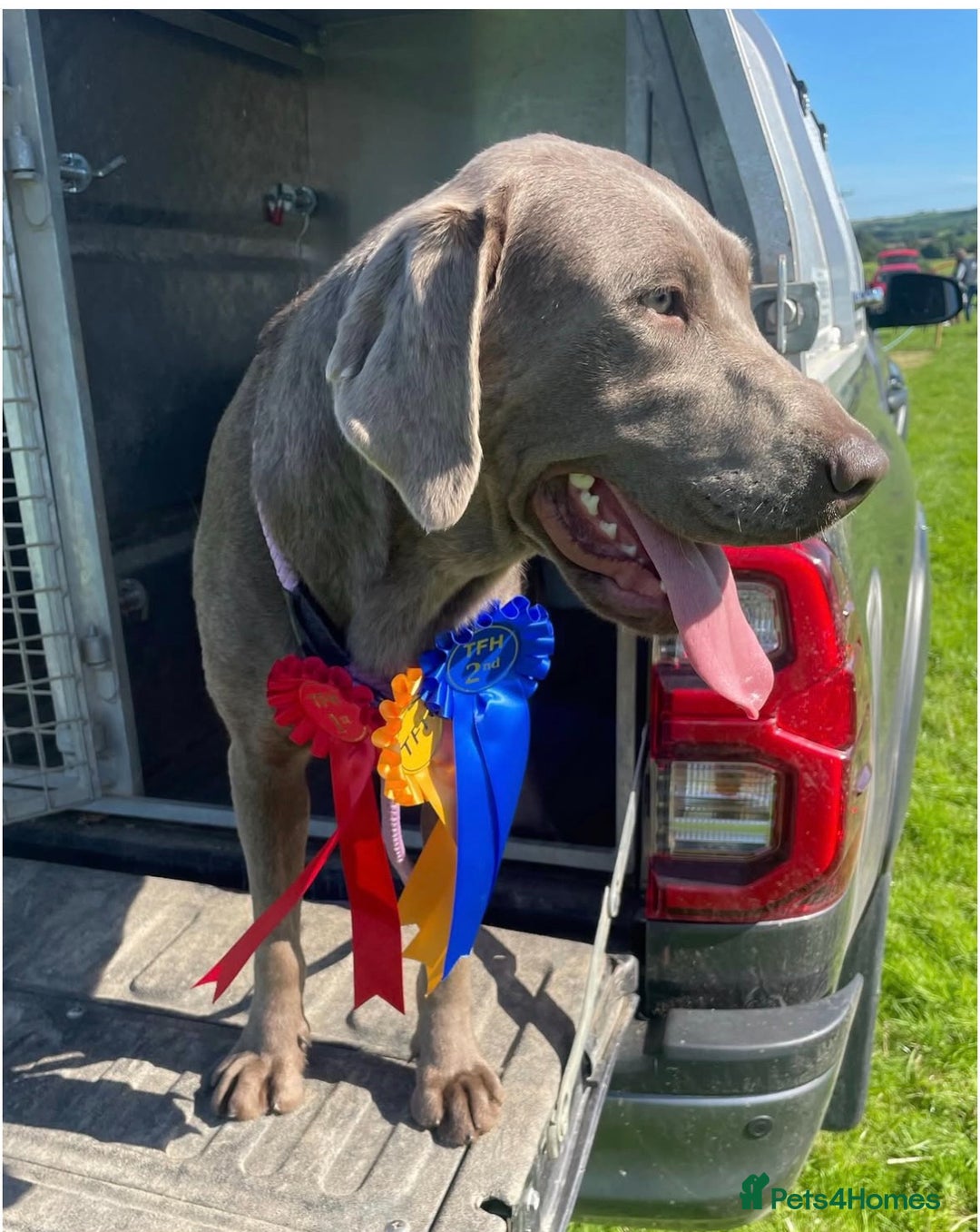 Labrador Retriever dogs for sale: ⭐️Waiting list Open KC Silver/Chocolate Puppies⭐️ - Advert 1