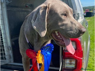 Labrador Retriever dogs ⭐️Waiting list Open KC Silver/Chocolate Puppies⭐️ - Advert 1
