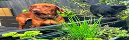 Hungarian Vizsla dogs for sale: Beautiful Smooth haired Hungarian Vizslas  - Advert 12