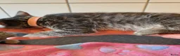 Bengal cats for sale: Bengal charcoal silver kittens from snow linx  - Advert 14