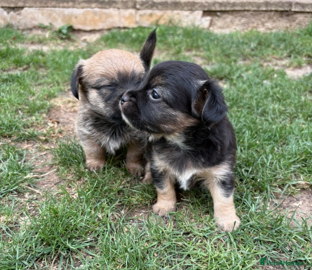 Jack Russell dogs for sale: Stunning Jack Russell’s ready in 2 weeks  - Image 3