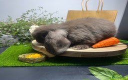 Mini Lop rabbits for sale: Beautiful pure bred Mini Lops  - Image 16