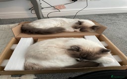 Ragdoll cats for sale: Brother Sister Ragdolls for Rehoming  - Image 14