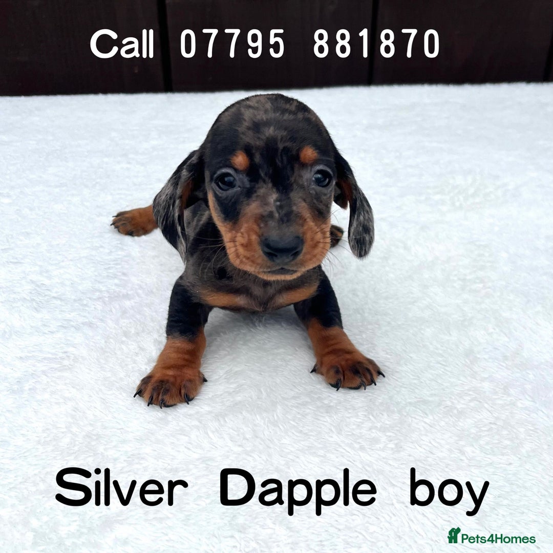 Miniature Dachshund dogs for sale: Dachshund puppies 5Boys  - Image 17
