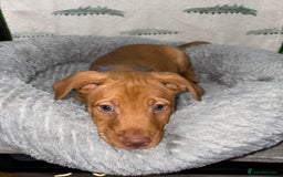 Mixed Breed dogs for sale: 6 Beautiful Fur Babies - Image 7