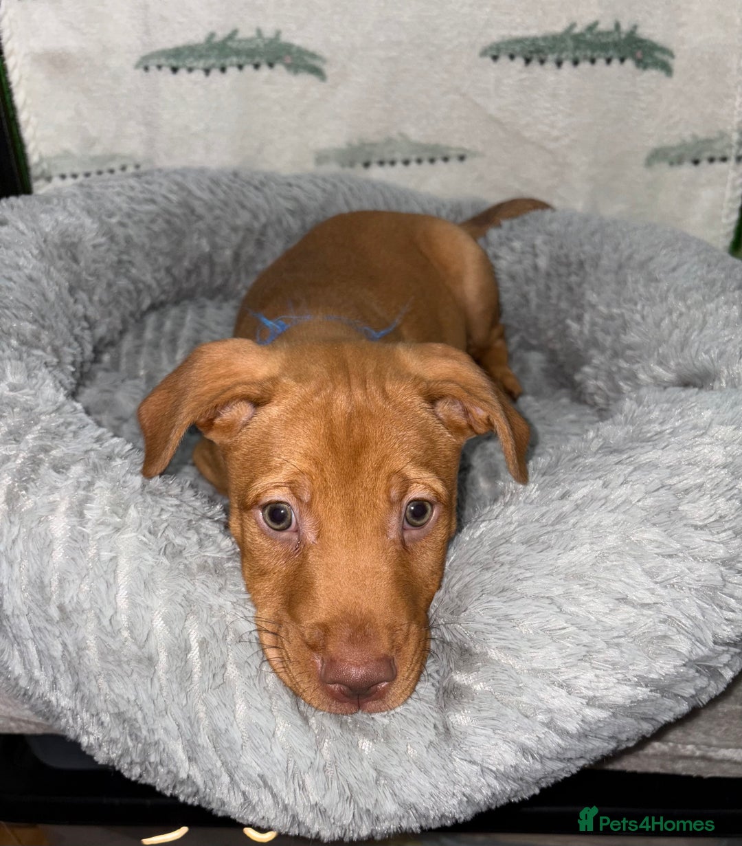 Mixed Breed dogs for sale: 6 Beautiful Fur Babies - Image 7