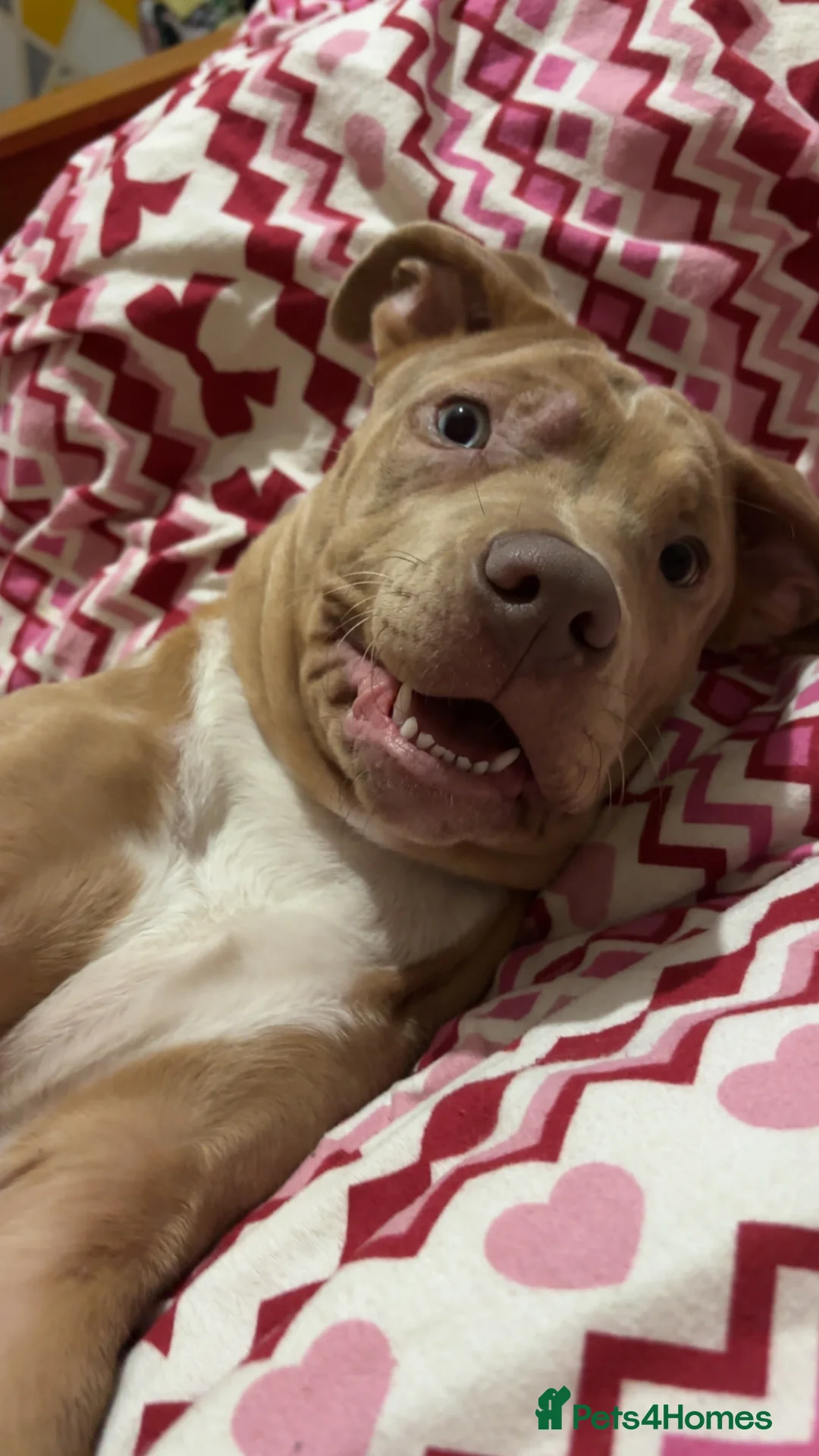 Cane Corso dogs for sale: This is nova - Advert 1