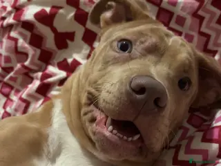 Cane Corso dogs This is nova - Advert 1