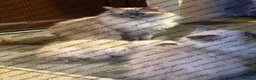Ragdoll cats for sale: Beauty baby Ragdoll (read description) - Advert 3