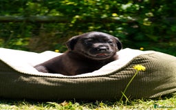 Labrador Retriever dogs for sale: Black Pure bred kg reg Labrador for sale  - Image 16