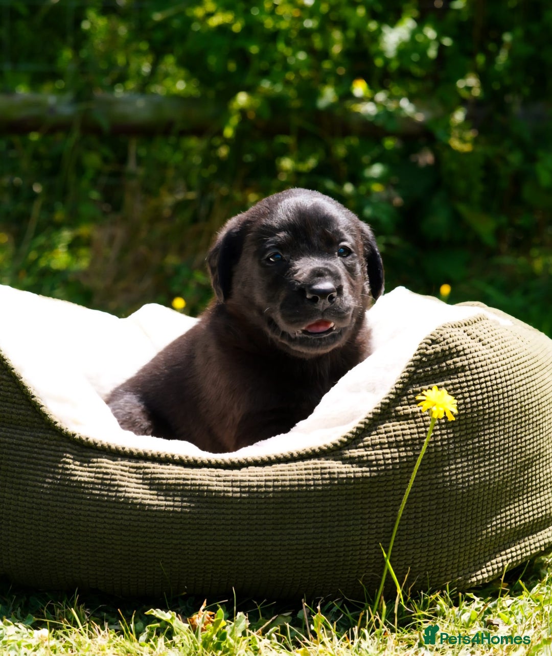 Labrador Retriever dogs for sale: Black Pure bred kg reg Labrador for sale  - Image 16