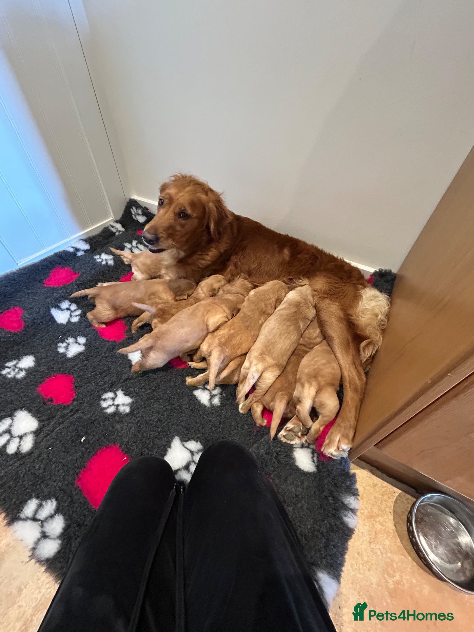 Golden Retriever dogs for sale: Beautiful kc reg golden retriever puppies  - Advert 1