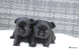 Mixed Breed dogs for sale: French bulldog X imperial shih tzu  - Image 29