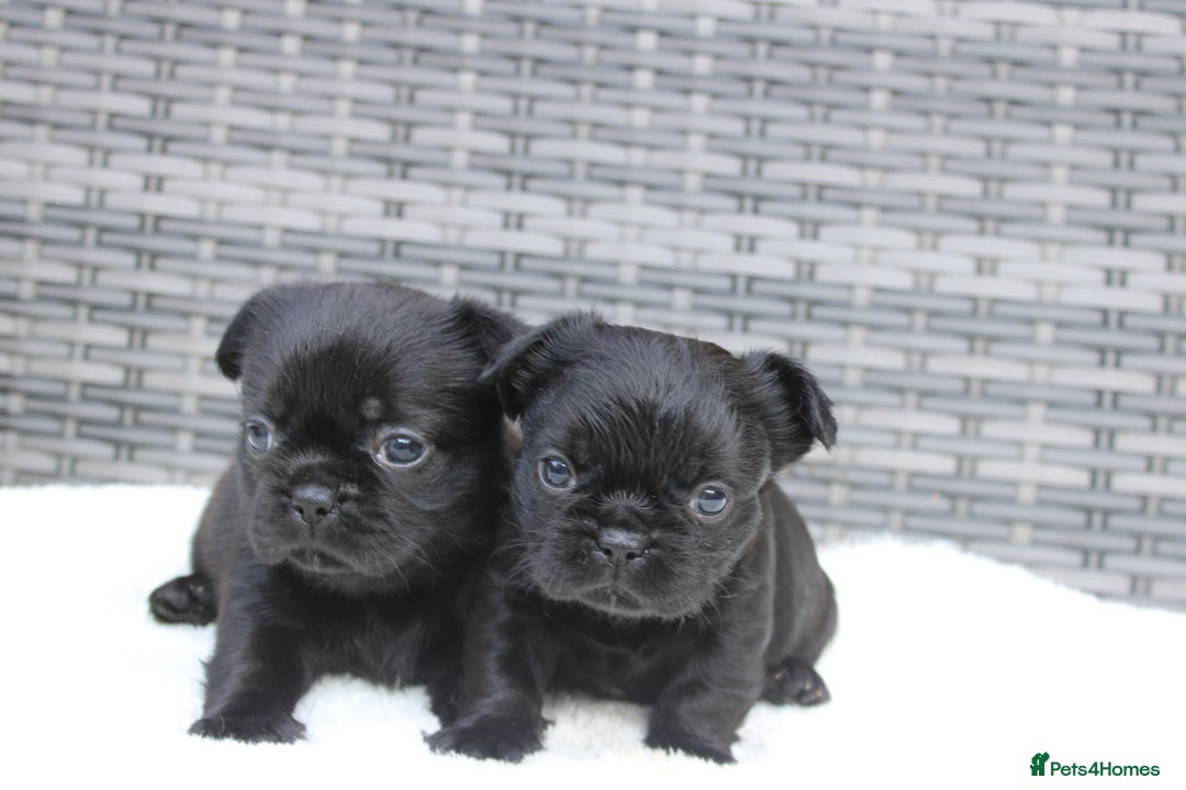 Mixed Breed dogs for sale: French bulldog X imperial shih tzu  - Image 29