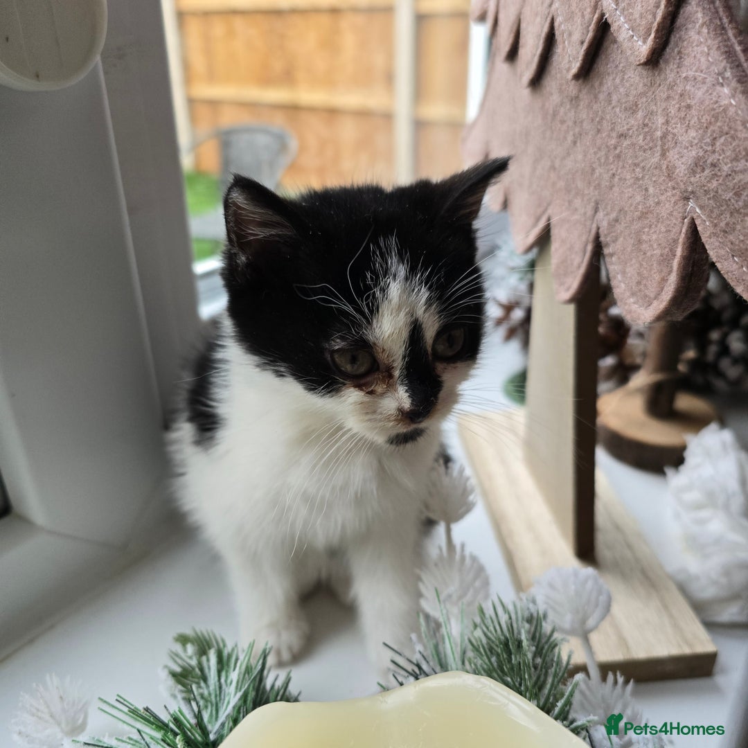 Mixed Breed cats for sale: Gorgeous little kitten (female) - Advert 4