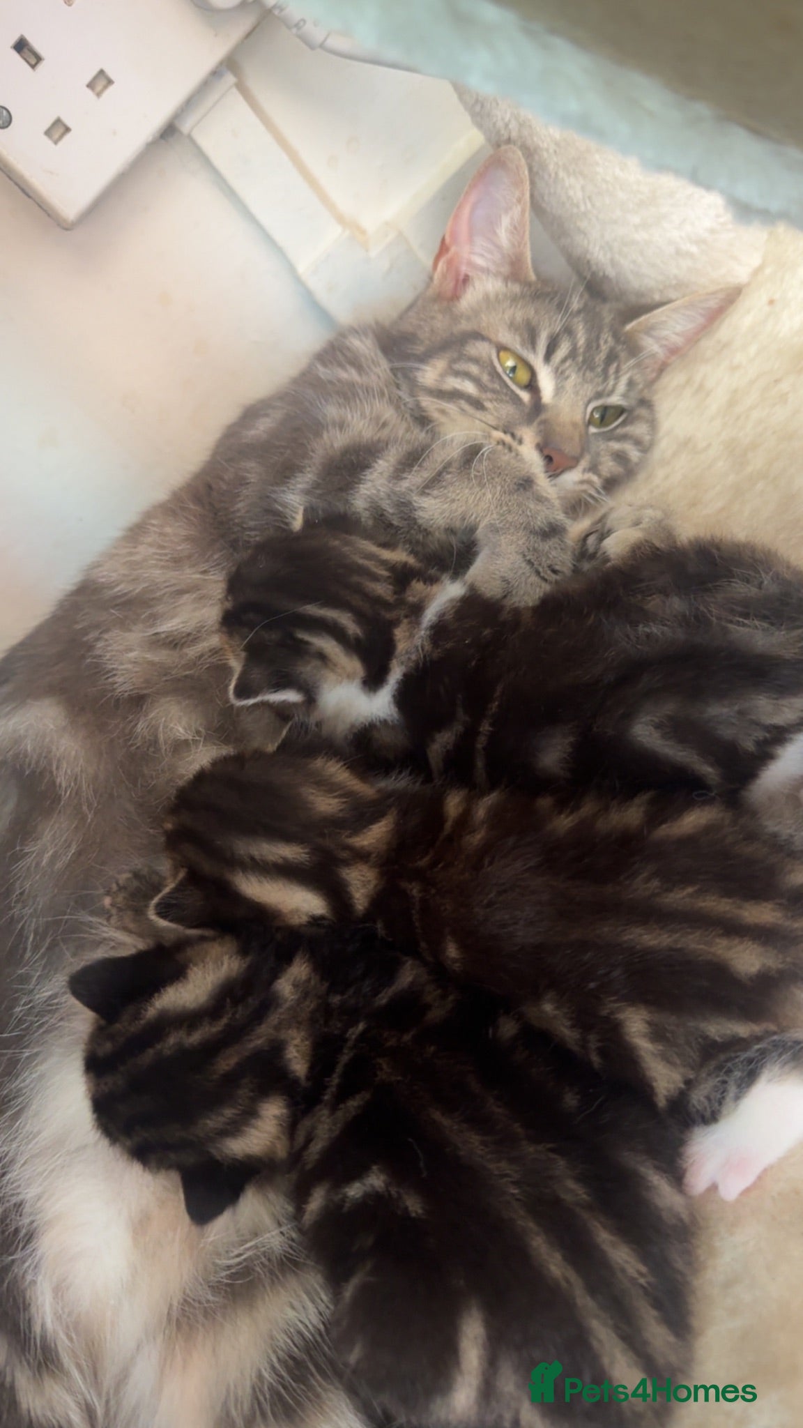 Mixed Breed cats Kittens for sale  - Advert 2