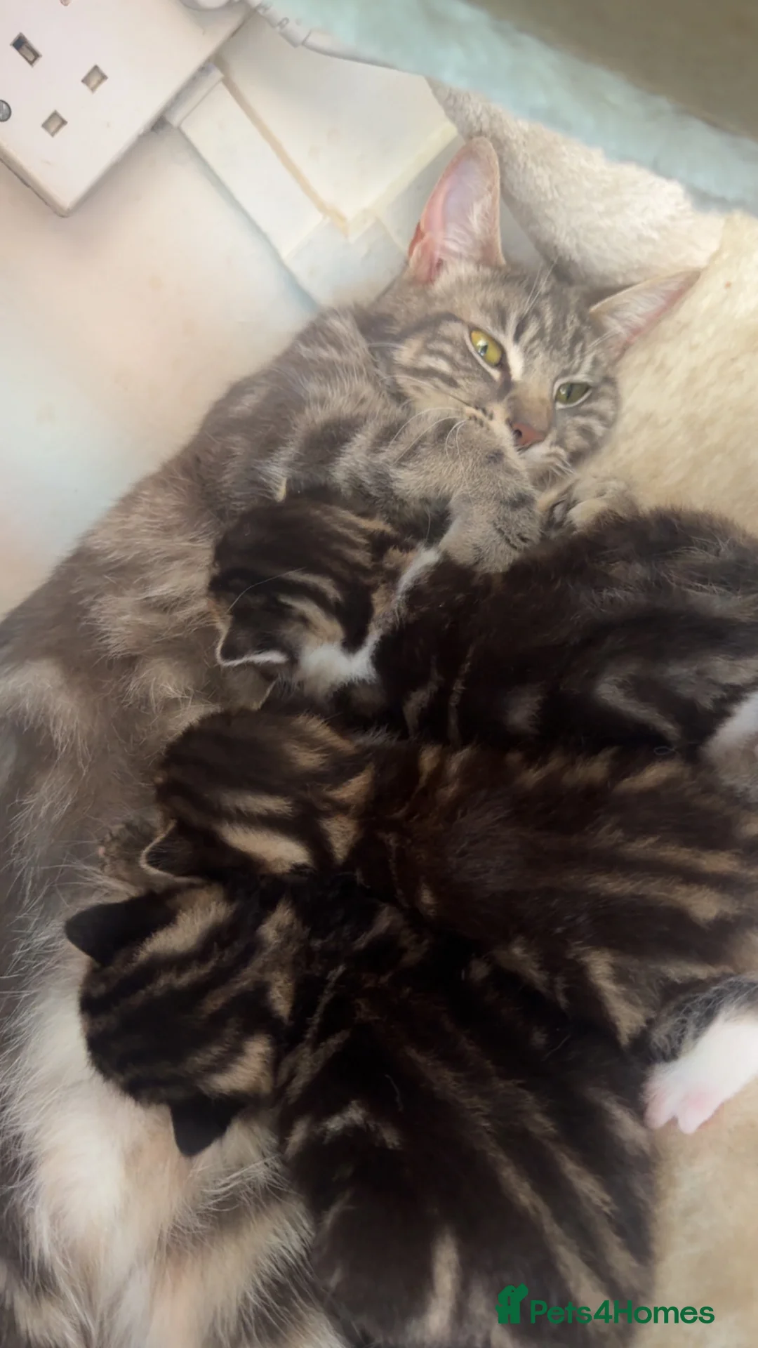 Mixed Breed cats for sale: Kittens for sale  in London - Advert 1