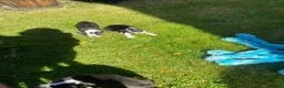 Boston Terrier dogs for sale: Boston terrier puppies  in Scunthorpe - Advert 10