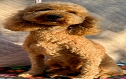 Poodle dogs for adoption: Lucy’s Story: From Neglect to Joy - Image 3