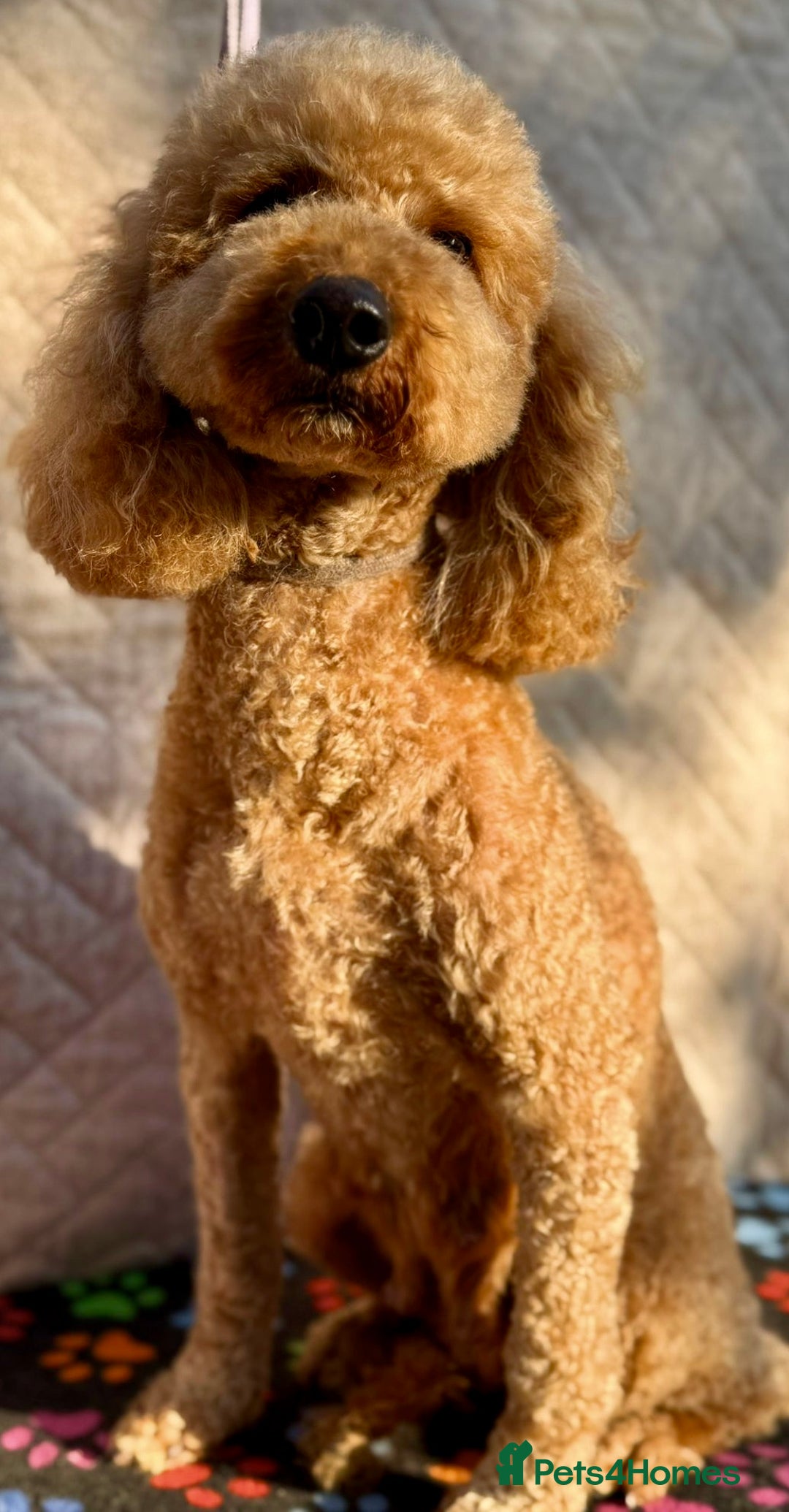 Poodle dogs for adoption: Lucy’s Story: From Neglect to Joy - Image 3