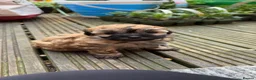 Yochon dogs for sale: Beautiful puppies looking for loving homes - Advert 6