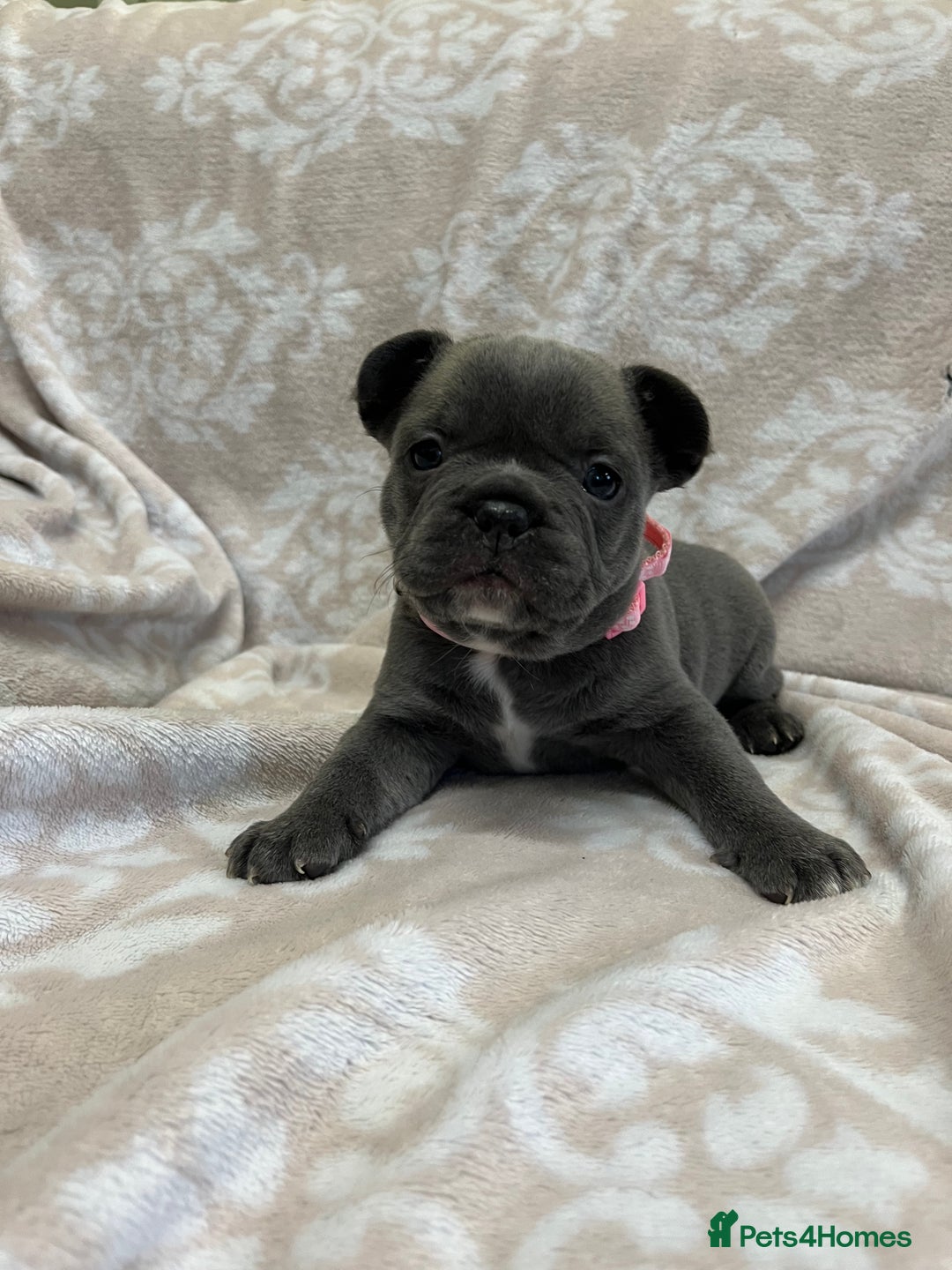 French Bulldog dogs for sale: Lovely Frenchies  - Advert 14
